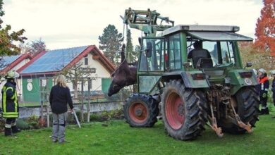 Stier erschossen
