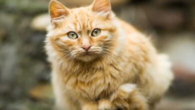 Katze