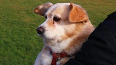 Hund