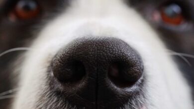 Hundeschnauze