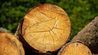 Holz Baumstamm