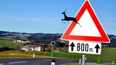 Wildwechsel Schild