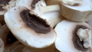 Champignon