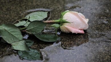 Rose Blume