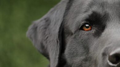 Hund Labrador