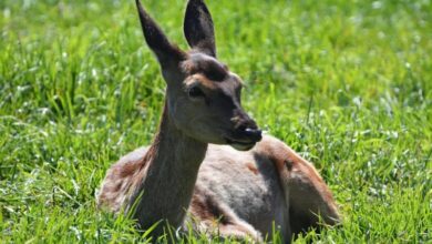 Reh im Gras