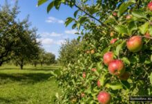 KI-generiertes Symbolfoto zu Umweltaktion bei Landkreis Günzburg