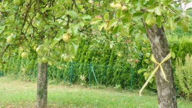 Beitragsbild zu Aktion „Gelbes Band“ in Günzburg: Obst von markierten Bäumen darf kostenlos geerntet werden
