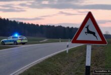 KI-generiertes Symbolfoto zu Verkehrsunfall (Wildunfall) bei Landkreis Donau-Ries