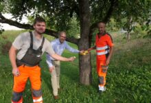 Beitragsbild zu Gelbes Band in Leipheim: Kostenloses Obst von städtischen Bäumen