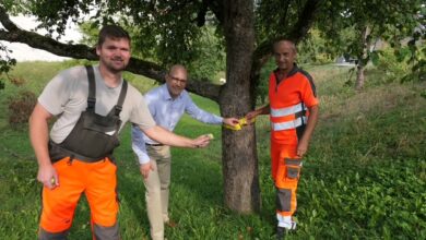 Beitragsbild zu Gelbes Band in Leipheim: Kostenloses Obst von städtischen Bäumen