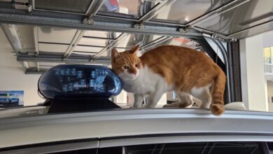 Beitragsbild zu Kater sucht und findet Schutz bei der Polizei in Nördlingen