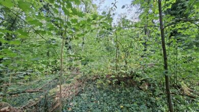 Beitragsbild zu Landesgartenschau Günzburg 2029: Erste Baumfällungen und Vorarbeiten für Brücken und Parkflächen geplant