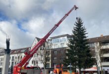 Beitragsbild zu Neu-Ulm sucht Tannen und Fichten als Weihnachtsbäume für 2026