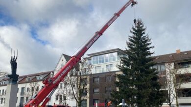 Beitragsbild zu Neu-Ulm sucht Tannen und Fichten als Weihnachtsbäume für 2026