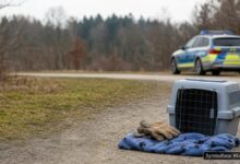 KI-generiertes Symbolfoto zu Polizeieinsatz / Fahndung bei Rastanlage Bayerischer Wald Süd, A3, Hunderdorf, Landkreis Straubing-Bogen