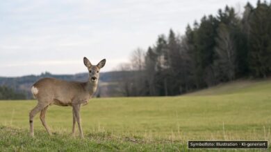KI-generiertes Symbolfoto zu Wildunfall bei Harburg