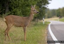 KI-generiertes Symbolfoto zu Wildunfall bei Staatsstraße 2214 zwischen Wemding und Monheim