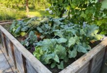 Beitragsbild zu Gartenkurs für Einsteiger im Landkreis Dillingen: Start am 9. November in Höchstädt