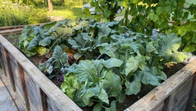 Beitragsbild zu Gartenkurs für Einsteiger im Landkreis Dillingen: Start am 9. November in Höchstädt