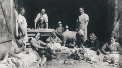 Beitragsbild zu Leipheim: Letzte Führung zur Schafe-Ausstellung in der Blauen Ente am 25. Oktober