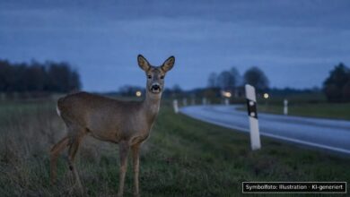 KI-generiertes Symbolfoto zu Wildunfall bei Herbrechtingen