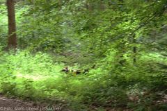 ASP-Hunde Prüfung Ichenhausen 052022 8