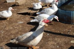 Fredlhof Tag offenen Tuere 05032022 24