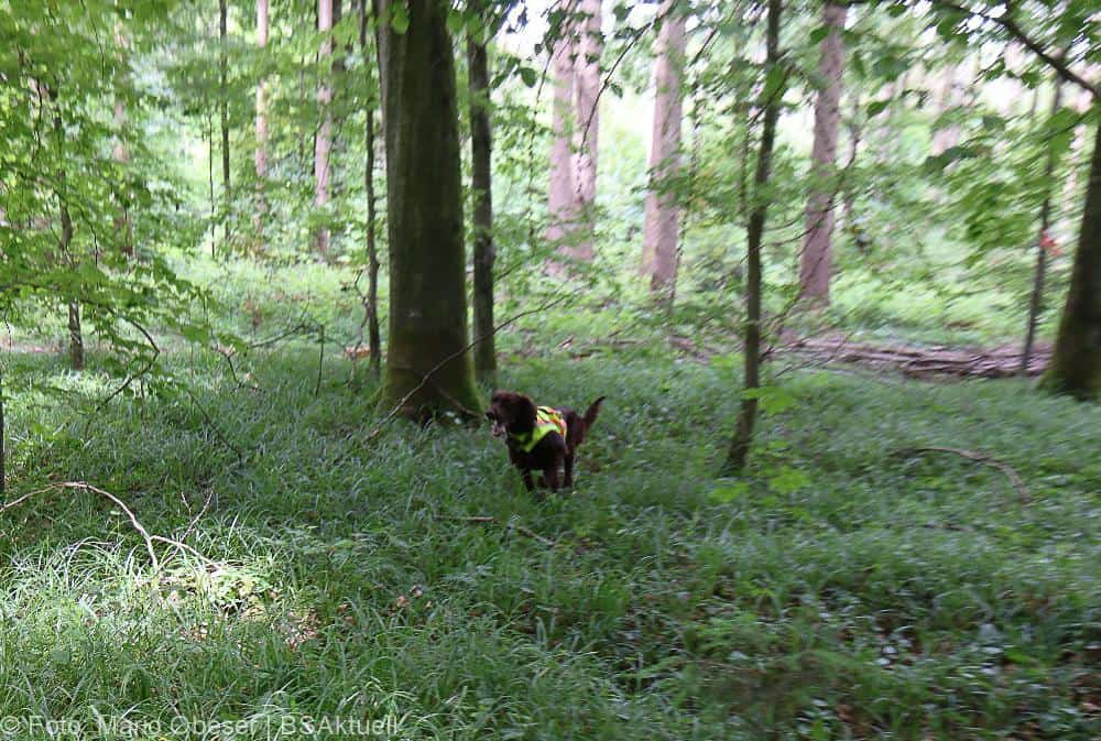 ASP-Hunde Prüfung Ichenhausen 052022