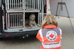 Transportbox mit Hund LC_RHS 29012022